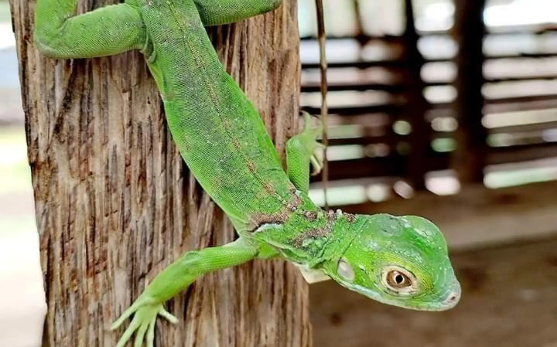 iguana verde